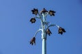 Street lamp Shaped flowers Royalty Free Stock Photo