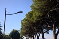 Street lamp with the sky as background framed by maritime pines Royalty Free Stock Photo