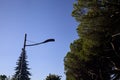 Street lamp with the sky as background framed by maritime pines Royalty Free Stock Photo
