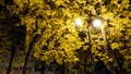 Street lamp with two bright lamps against a background of trees with yellow foliage. Night scene in city autumn park Royalty Free Stock Photo