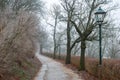 Street lamps in misty forest park Royalty Free Stock Photo