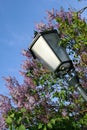 Street Lantern in blooming lilac flowers Royalty Free Stock Photo