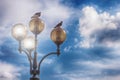 Street lantern with energy-saving lamps, two lamps lit, and on two others doves are sitting Royalty Free Stock Photo