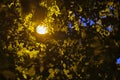 Street lantern in foliage at night low light Royalty Free Stock Photo