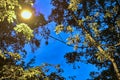 Street lantern in foliage at night low light Royalty Free Stock Photo