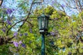 Street lantern, Jacaranda tree with purple flowers background Royalty Free Stock Photo