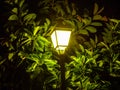 Street lantern - lamp - surrounded with ficus leaves