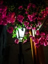 Street lantern shines on surrounding Bougainvillea flowers Royalty Free Stock Photo