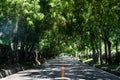 Beautiful dramatic image of a treelined street high in the caribbean mountains.