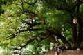 Street Life in Ha Noi - Viet Nam Royalty Free Stock Photo