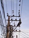 Street light with chaotic tangle of overhead electrical wires and birds roosting in South Bengkulu, indonesia