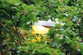 street light among the foliage of maple tree.