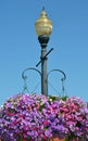 Street light with hanging petunia flower baskets