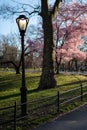 Street Light with Pink Cherry Blossom Trees during Spring at Central Park in New York City Royalty Free Stock Photo