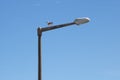 Street light pole with a seagull standing on top Royalty Free Stock Photo