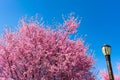 Street Light at Rainey Park next to Beautiful Pink Crabapple Trees during Spring in Astoria Queens New York Royalty Free Stock Photo