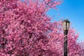 Street Light at Rainey Park next to Beautiful Pink Crabapple Trees during Spring in Astoria Queens New York Royalty Free Stock Photo