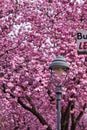 Street light and sign in front of cherry blossoms