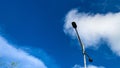 Street light under bright blue sky with white clouds Royalty Free Stock Photo