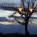 Street lights, solitary tree, twilight Royalty Free Stock Photo