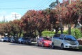Street lined with Creek bottlebrush trees - Callistemon viminalis Royalty Free Stock Photo