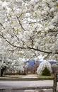 Street lined with spring blooming Apple blossoms Royalty Free Stock Photo