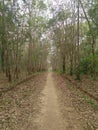 Rubber plantation