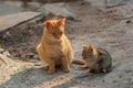 Street mamma cat sitting with her kitten