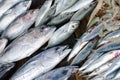 Street market with fresh fish. Display with tuna, sardines and prawns.