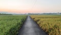 The street in the middle of the rice fields in the morning time Royalty Free Stock Photo