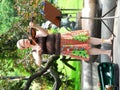 Street musician performs at the Boston Commons.