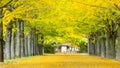 Street nearby Meiji Jingu Gaien that has beautiful Ginkgo along the lenght of the street Royalty Free Stock Photo