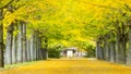 Street nearby Meiji Jingu Gaien that has beautiful Ginkgo along Royalty Free Stock Photo