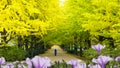 Street nearby Meiji Jingu Gaien that has beautiful Ginkgo along Royalty Free Stock Photo