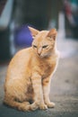 Street orange cat sitting looking down