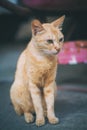 Street orange cat sitting looking sideways