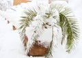 A street palm tree i sin a pot covered with snow in winter. The theme of natural anomalies and cataclysms. Royalty Free Stock Photo