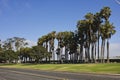 Street and palms along San Diego Coastline