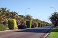 Street with palms tree and ornamentals plants