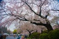 The street the park before Ueno zoo