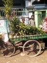 Street peddler in Bangladesh, Selling flower tree seedlings