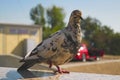 Pigeon stands on one leg on a blurred background