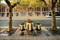 Street plants, Huahai Lu Shanghai China Royalty Free Stock Photo