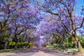 Street in Pretoria with Jacaranda trees Royalty Free Stock Photo