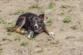 Street puppy having rest in a sandy place Royalty Free Stock Photo