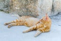 Street red cat rests Royalty Free Stock Photo