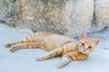 Street red cat rests Royalty Free Stock Photo