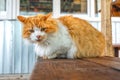 Street red and white fluffy cat. Cute animal is sitting on wooden bench. Looks into the camera Royalty Free Stock Photo