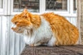 Street red and white fluffy cat is sitting on wooden bench. Cute photo of a yard cat in profile Royalty Free Stock Photo