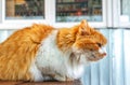 Street red and white fluffy cat is sitting on wooden bench. Cute photo of a yard cat in profile Royalty Free Stock Photo
